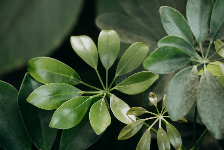 Schefflera Care Guide