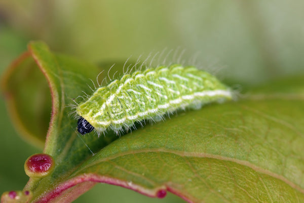 Caterpillars on Your Houseplants? Here's How to Deal With Them