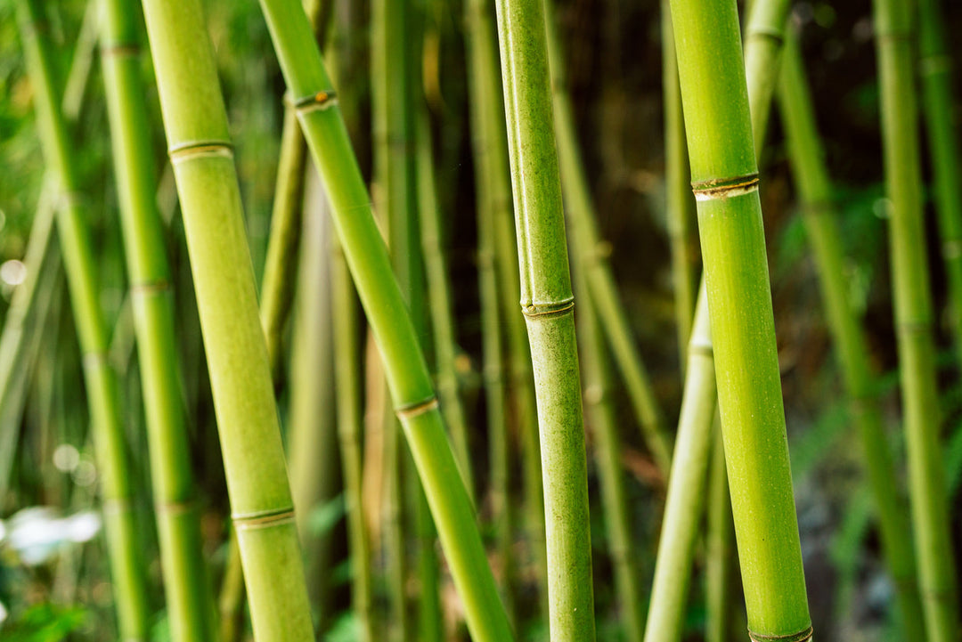 How to Divide Bamboo