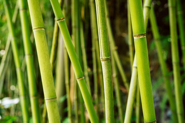 How to Divide Bamboo