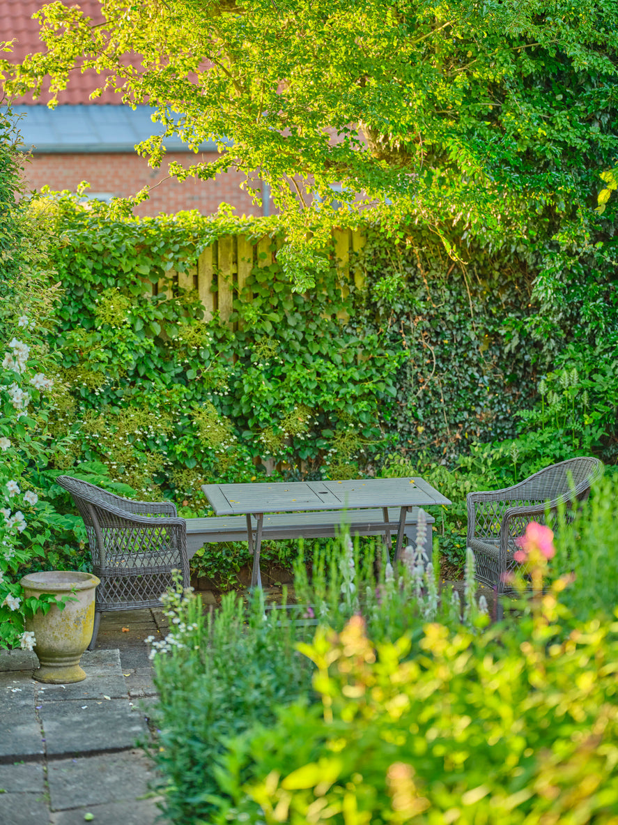 Best Evergreen Screening Plants for UK Gardens