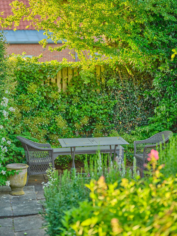 Best Evergreen Screening Plants for UK Gardens
