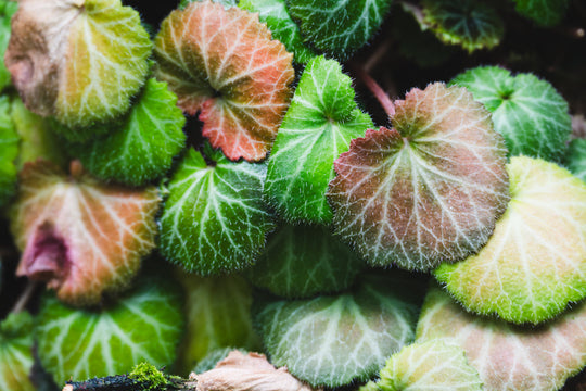Saxifraga Care Guide