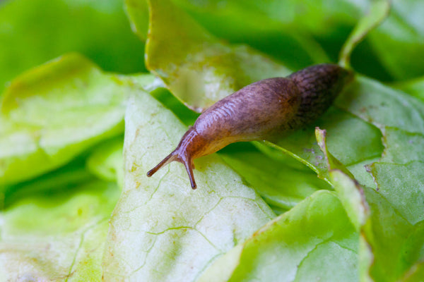 Slugs and Snails on Your Houseplants? Here's How to Deal With Them