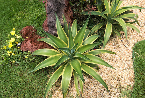 How to Grow Agaves Outdoors in the UK