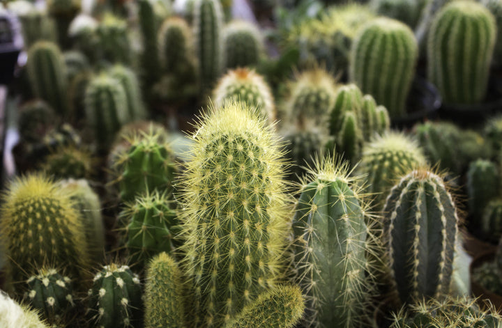 Types of Cacti & How to Care for Them