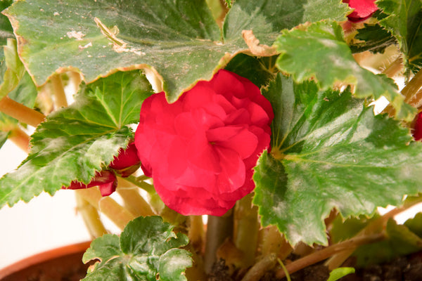 Powdery Mildew on Your Houseplants? Here's How to Manage It