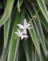 Chlorophytum Care Guide