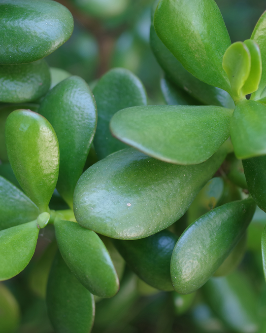 Crassula Care Guide