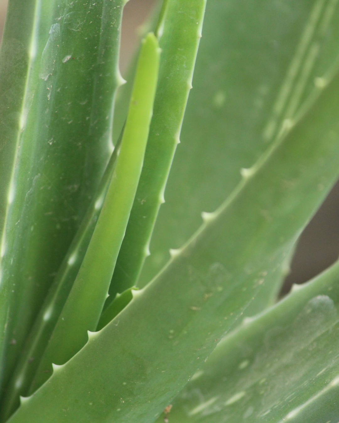 Aloe Vera Care Guide