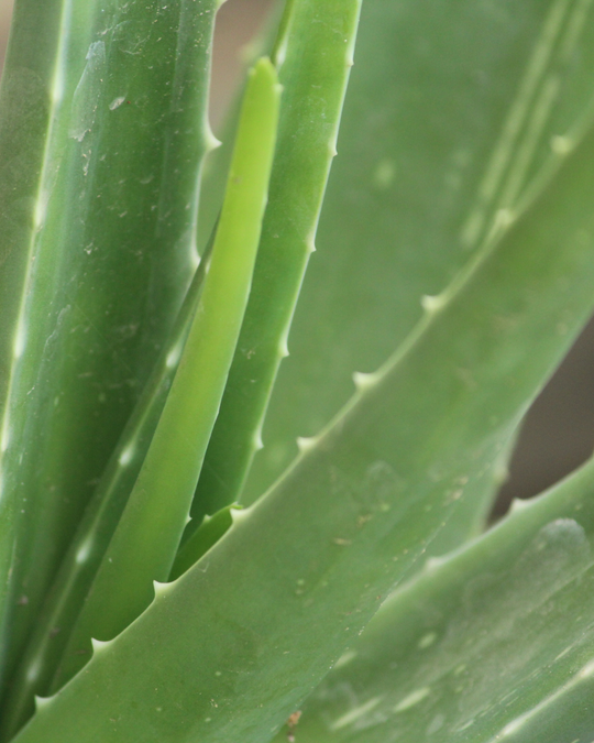 Aloe Vera Care Guide