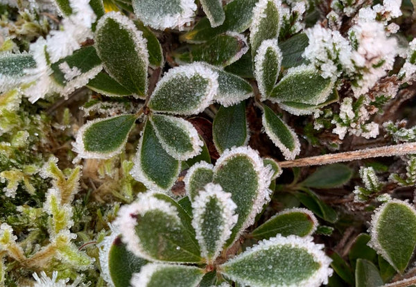 Keeping Your Plants Happy Through Winter!