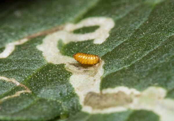 Leaf Miners On Your Houseplants? Here's How to Deal With Them