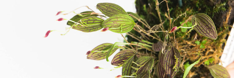 Lepanthes Care Guide