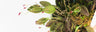 Lepanthes Care Guide