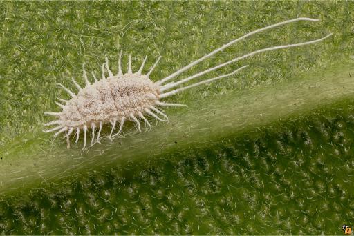 Mealybugs on Your Indoor Plants? Here’s How to Manage Them