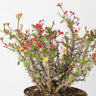 Euphorbia Care Guide