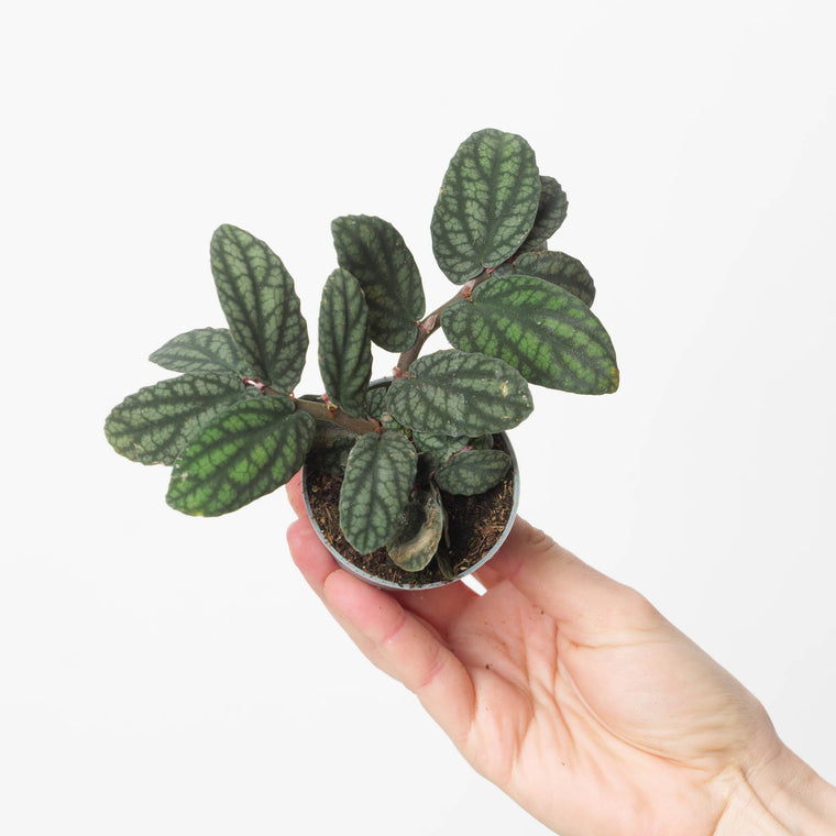 Pellionia Care Guide