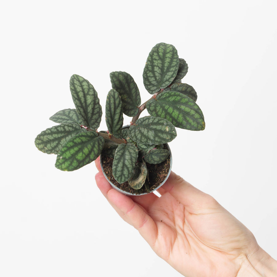 Pellionia Care Guide