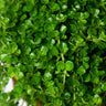 Pilea Care Guide
