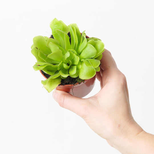 Pinguicula Care Guide