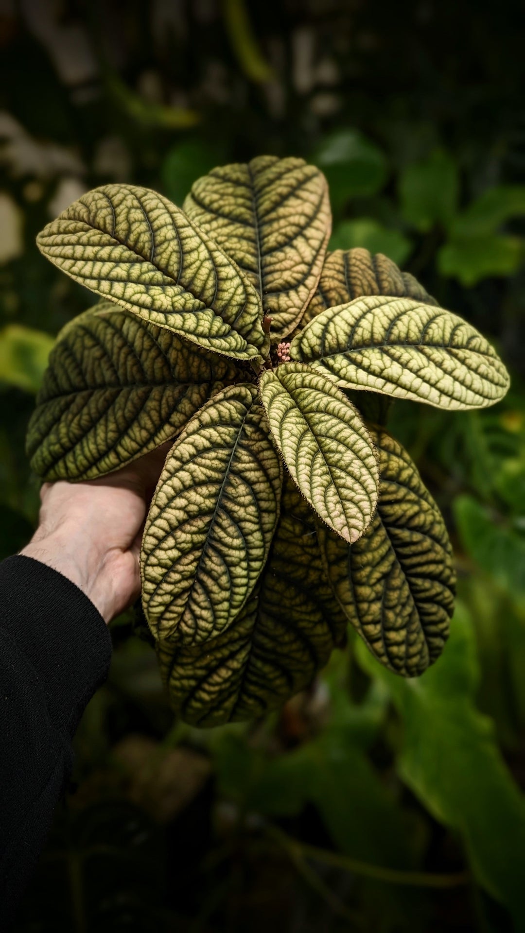 Rare Labsia plant being held