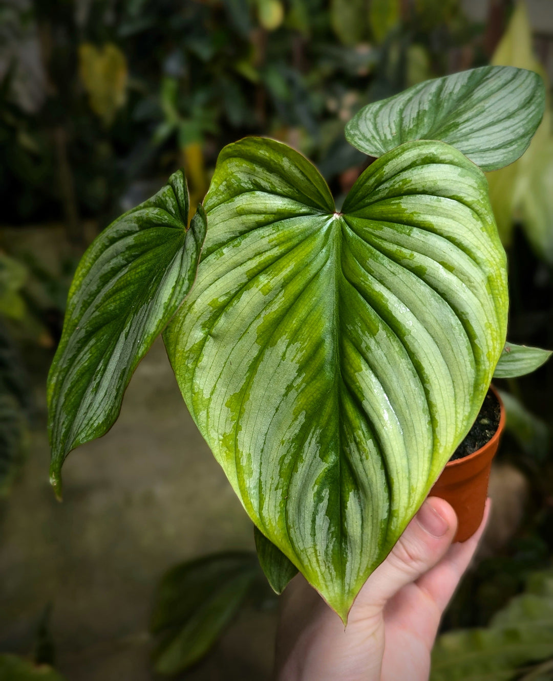 Aglaonema plant at growtropicals