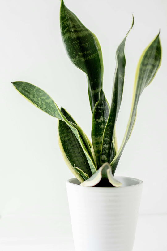Sansevieria & Snake Plant Care Guide