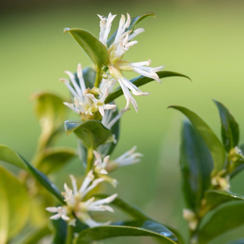 Bringing Home a New Outdoor Plant? Our Step-by-Step Care Guide