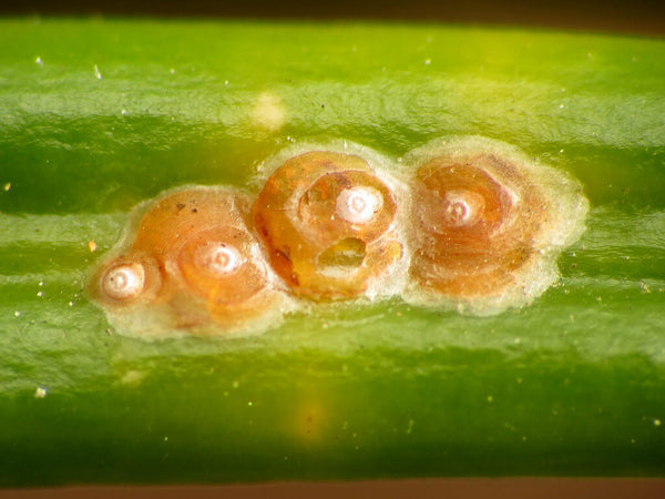 Scale On Your Houseplants? Here’s How to Manage Them