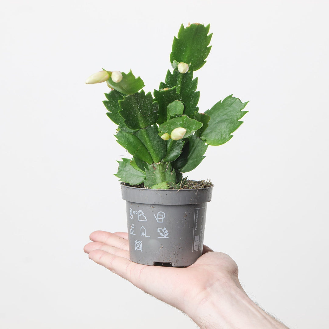 Schlumbergera Care Guide