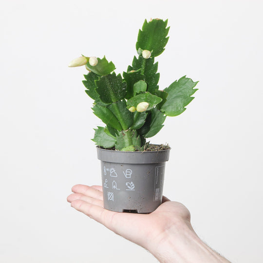 Schlumbergera Care Guide