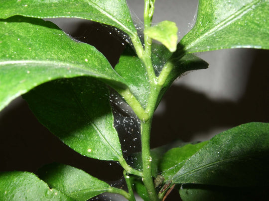 Spider mites on Your Indoor Plants? Here’s How to Manage Them