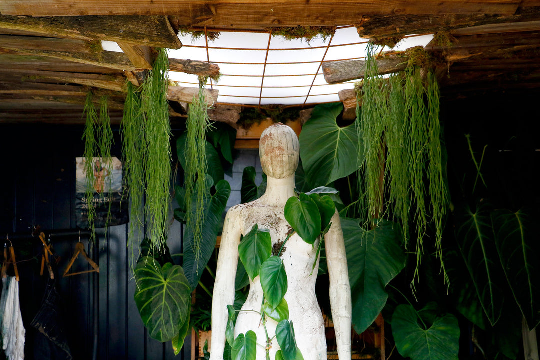 Hope After Humanity: Our 2024 Houseplant Studio at the RHS Chelsea Flower Show