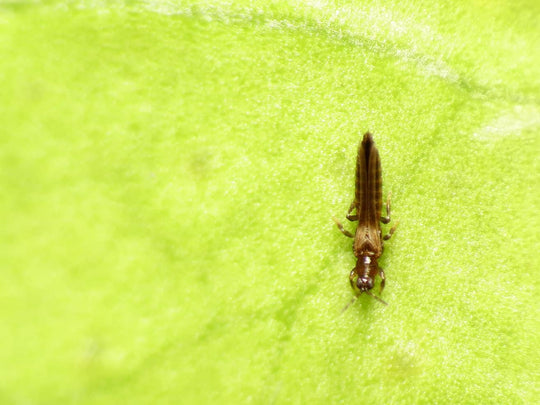 Thrips on Your Indoor Plants? Here’s How to Manage Them