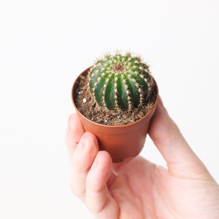 Uebelmannia Care Guide