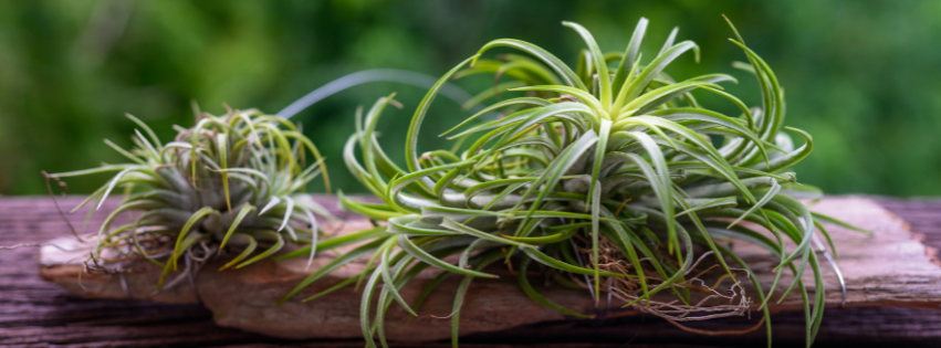 air plant at growtropicals