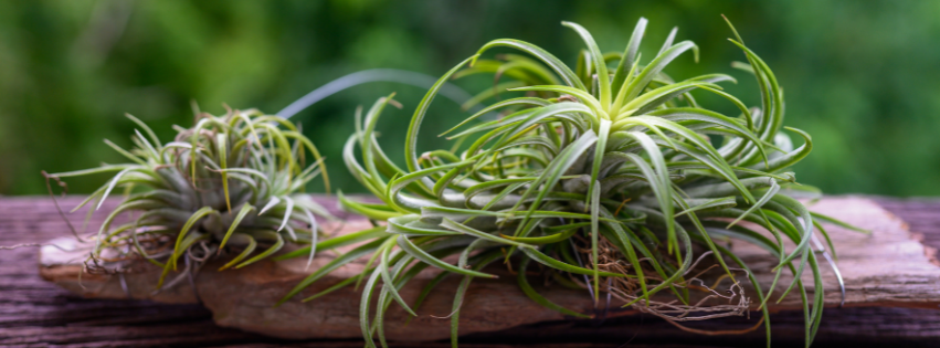 Tillandsia | Air Plants Care Guide