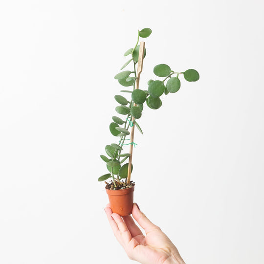 Xerosicyos Care Guide