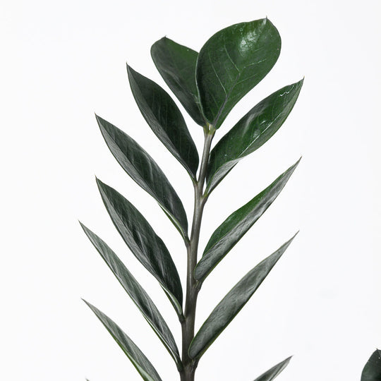 Zamioculcas Care Guide