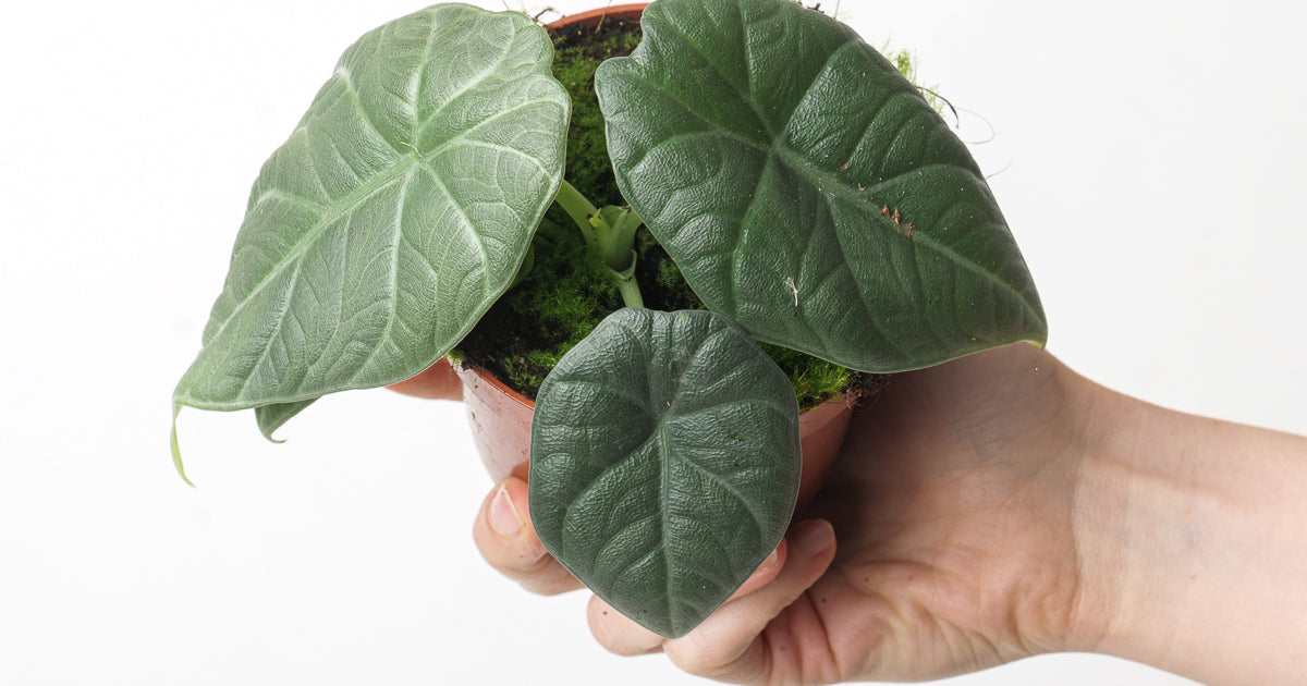 Alocasia | GrowTropicals.com