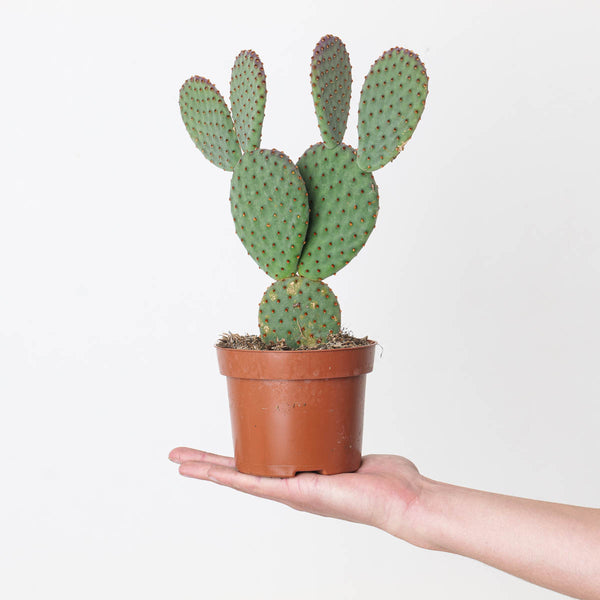 Cacti and Succulents