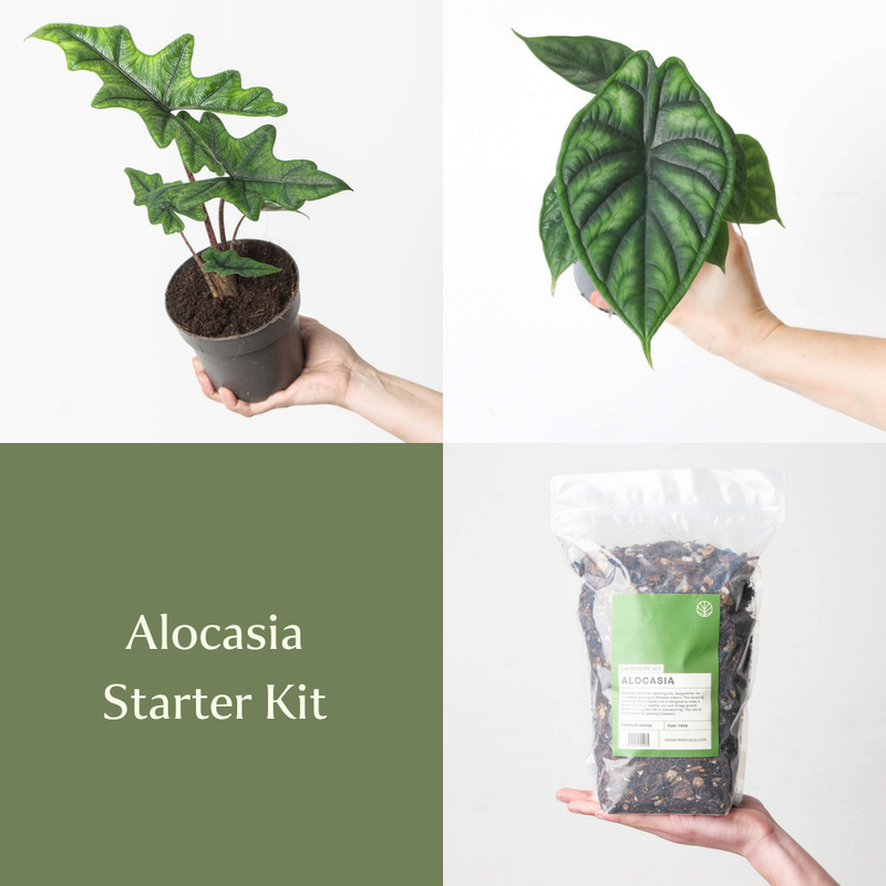 Alocasia Starter Kit