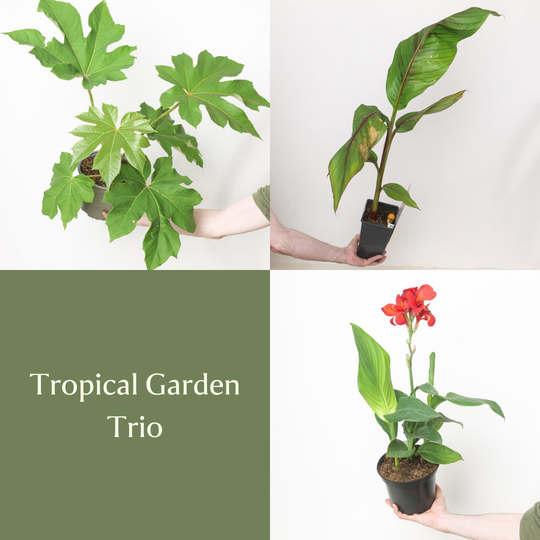 Tropical Garden Trio Bundles GrowTropicals