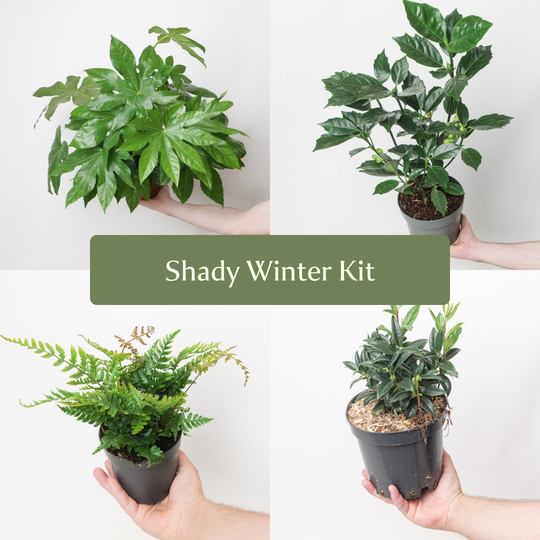 Shady Winter Kit