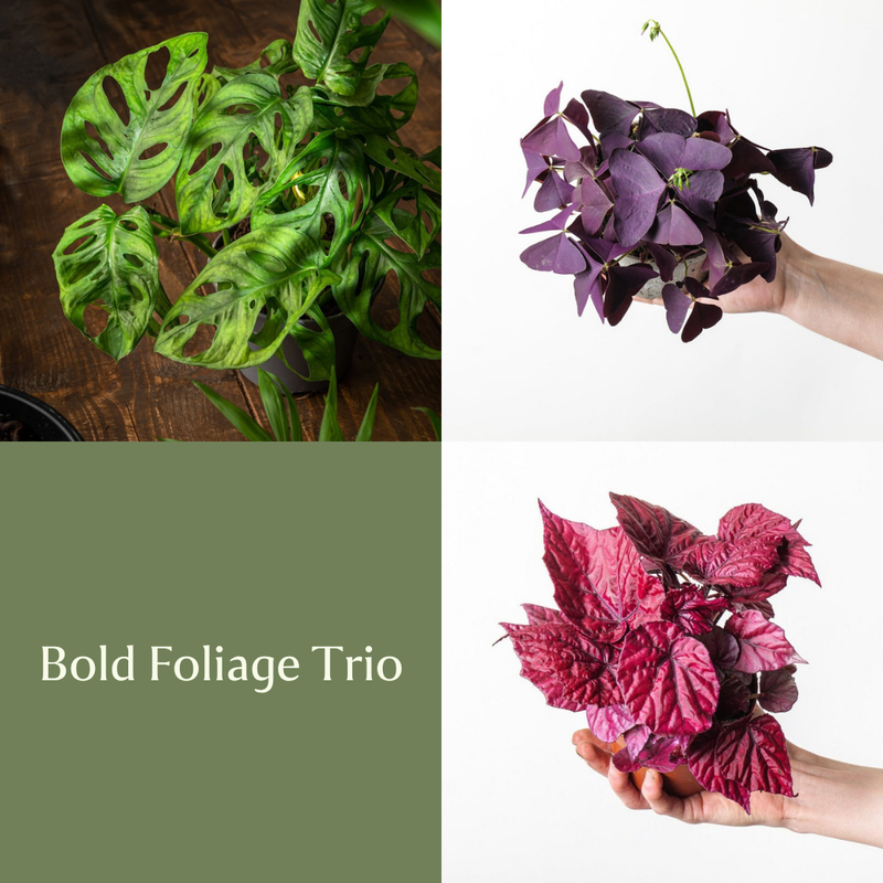 Bold Foliage Trio