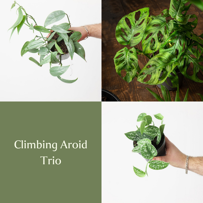 Climbing Aroid Trio Bundles GrowTropicals