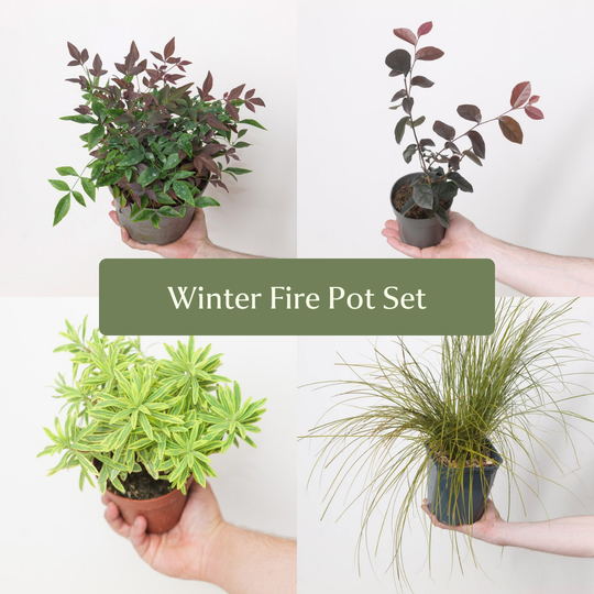 Winter Fire Pot Set