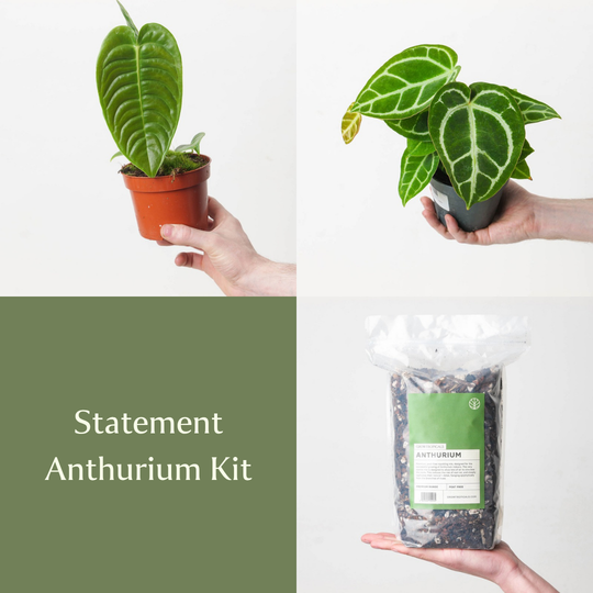 Statement Anthurium Kit Bundles GrowTropicals