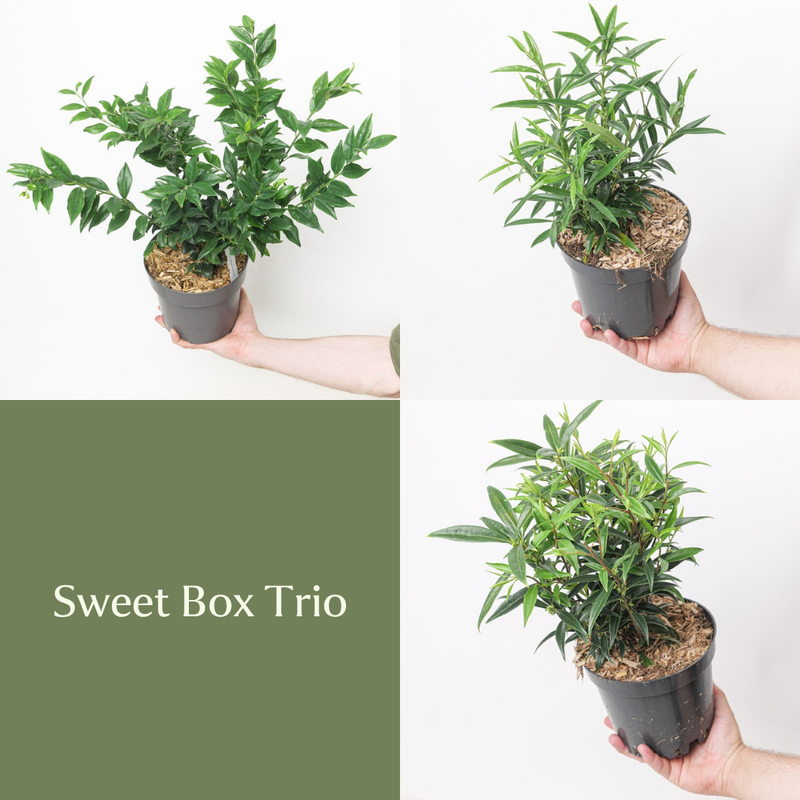 Sweet Box Trio Bundles GrowTropicals